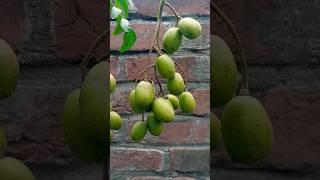Amazing Hog Plum. #fruits #garden #nature