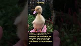 The Fascinating World of Imprinting: How Ducklings Form Unbreakable Bonds