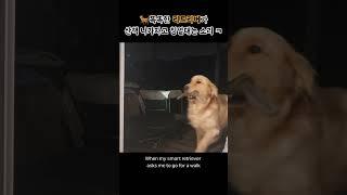 리트리버 산책 나가자고 칭얼대는 순간 ㅋㅋㅋ #funny #shorts