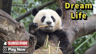 Pandas Are Living In My Dream Life: Eat, Play, And Sleep | iPanda