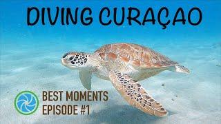 Diving Curaçao - Best Moments - Episode #1 | TropicLens   4K