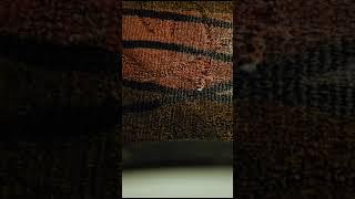 Carpet Dye-Tech - Bleach Spot Repair at Flamingo Hotel & Casino in Las Vegas, NV