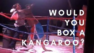 Boxing Kangaroo Owns Woman (Original)