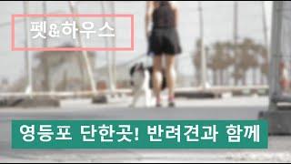 [영등포나이스 부동산] 영등포 단한곳! 펫&하우스  반려견과 함께 속편하게 살수있는 주택