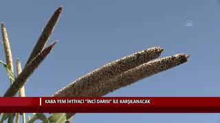 Kaba yem ihtiyacı "inci darısı" ile karşılanacak