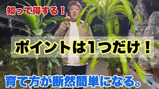 【知っておくと得する】違いわかる？ポイントは1つだけ【育て方が簡単になる】