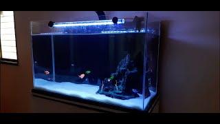 How to setup a beautiful Aquarium | Glowing aquarium setup | Colourful fishes tank |