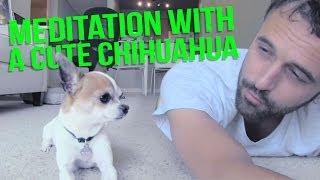 Meditation with a cute chihuahua