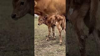 When our calf was born…