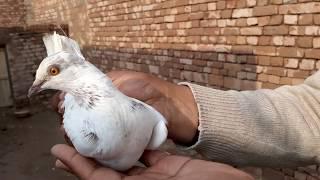 Low flyer pigeons of Rana Abdul Khaliq Khanewal