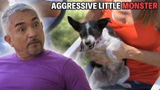 How Human Stress Can Lead To Small Dog Syndrome | Cesar 911 Season 2, Ep. 8 - Part 2