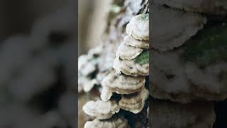 낙엽 밟으며 걷다가 발견한I found it while walking on fallen leaves#nature #자연#접사 #사진#포토#mushroom #버섯