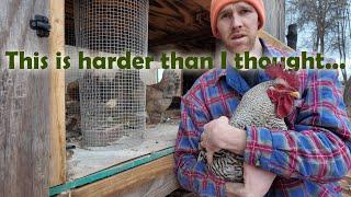 POV: You're a 34 y/o homeschool dad who needs more hours in a day - come tame a rooster w/me (vlog)