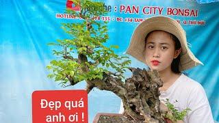 Pan City 117 | GL 22 combo bonsai Thủ Đức - Sài gòn ship cod toàn quốc, cây đẹp giá cả phải chăng