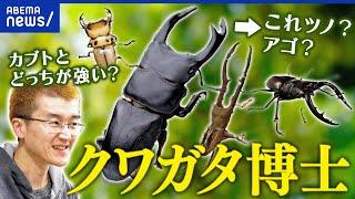 【クワガタ】カブトとどっちが強い？いつの時代から存在？遺伝子レベルで研究する人｜アベプラ