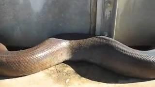 Gran serpiente encontrada