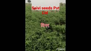 saivi seeds की मिर्च विनर