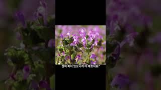 윤조열 선생님의 자연교실- 이른 봄에 피는 꽃, 광대나물 꽃