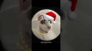 Se vc rir de alguma dessas imagens seu humor está quebrado (VERSÃO NATAL) #shorts #natal