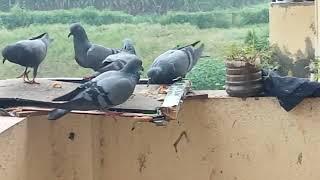 Vs Greater Sangam  video Fancy Pigeon Loft | World Unique Amazing Pigeons Video | Fancy Pigeon Breed