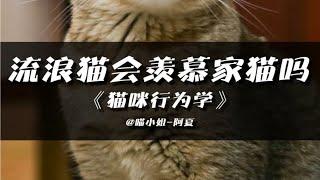 流浪猫会羡慕家猫吗？