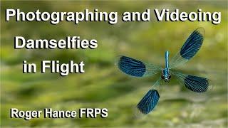 Photographing and Videoing Damselflies in Flight using the OM1mkII and the 150-400mm