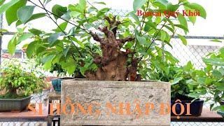 LÂU RỒI MỚI MUA ĐƯỢC CÂY SI BÚP HỒNG ƯNG Ý QUÁ| BONSAI QUÝ KHÔI #467