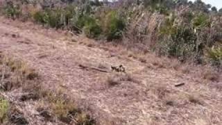 Eastern Diamondback Rattlesnake Encounter in Florida