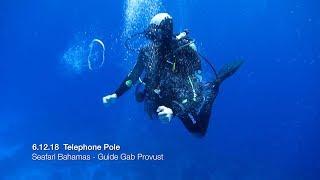 1 Seafari Bahamas - Telephone Pole - Dive Guide Gab