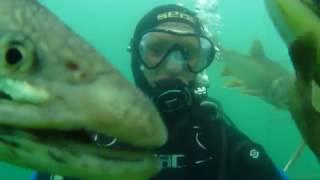 Tauchen im Grüblsee - Alpenaquarium