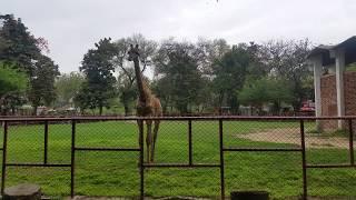 Lahore Zoo l Lahore Chiryaghar l Giraffe (Zarafa)