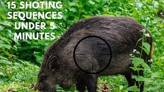 15 Shooting sequences under 5 minutes Wild boar Swedish Edition (Vildsvins jakt)