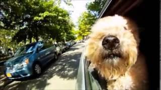 Perros viajando en coche