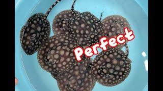 HUGE Litter of Stingray Pups with PERFECT SPOTS