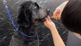 BLACK GOLDEN DOODLE GROOMING