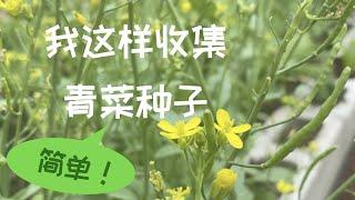 【打籽种菜】怎样收青菜种子｜上海青白菜油菜芥菜萝卜雪里蕻等留种简单方法｜The Simple Way To Collect Seeds Of Bok Choy