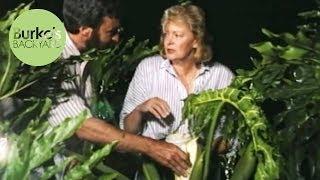 Burke's Backyard, Pollinating Philodendrons