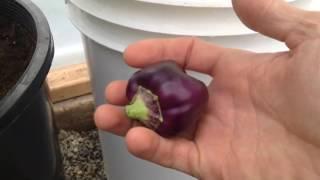 Purple bell pepper picking :)