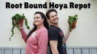 Hoya Rope Repot *recipe