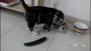  Funniest  Cats and  Cucumbers - Awesome Funny Pet Videos 