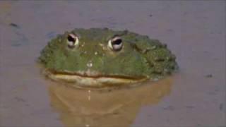 The African Bullfrog