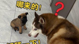 見到主人買回來一隻新小狗，家裡的三只狗會吃醋嗎？#哈士奇 #萌宠 #pets #搞笑