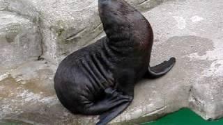 Robbenbaby Pico im Wiener Tiergarten Schönbrunn/ Baby seal Pico at Vienna's Zoo Schönbrunn