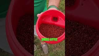 The Most Effective Way to Eliminate Moles & Voles in Your Lawn #shorts