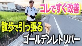 【しつけ】ゴールデンレトリバーの引っ張り、興奮、飛びつきをプロが一瞬で改善させます。