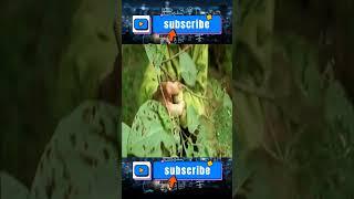 Bad Day For Father & Daughter - Harvesting Bamboo shoots, Unexpectedly Big Snake Attacks