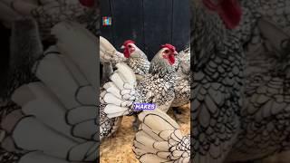 Sebright Chickens Look Hand-Drawn — Here’s Why #shorts #facts