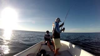 STICK BAITING TUNA