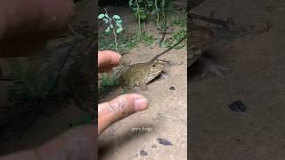 Boing catch frogs funny - froggy catchfunny wep wep - funny froggy #shorts