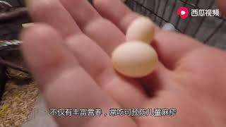 鸽子蛋为什么配得上动物人参，它有什么特别的功效吗